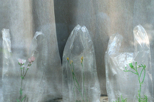 Fleurs sauvages