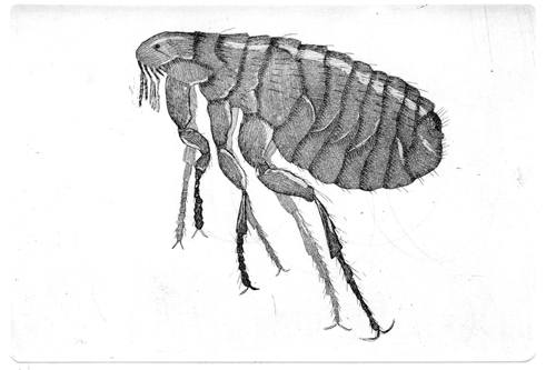 Parasites